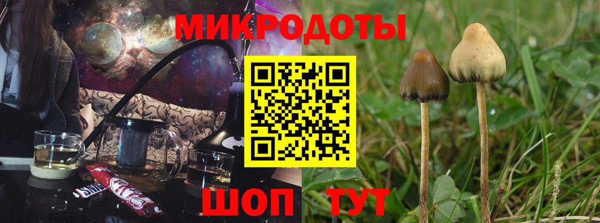 Галлюциногенные грибы Psilocybine cubensis Белогорск